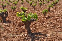 Wijncursus ‘Vuelta de España’  29 oktober 2026 19.30 uur – 22.00 uur